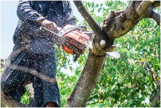 tree services Scappoose